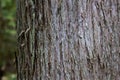 Eastern White Cedar Bark 807258