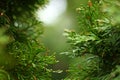 Eastern white cedar green bright wet branches. Rain droplets. Fresh. Bokeh on background. Natural backdrop. October