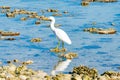 Eastern white egret on coral in lagoon Royalty Free Stock Photo