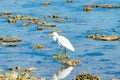 Eastern white egret on coral in lagoon Royalty Free Stock Photo