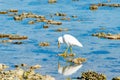 Eastern white egret on coral in lagoon Royalty Free Stock Photo