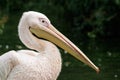 Eastern White Pelican Royalty Free Stock Photo