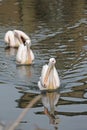 Eastern White Pelican Royalty Free Stock Photo