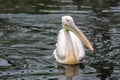 Eastern White Pelican Royalty Free Stock Photo