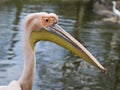 Eastern white pelican Royalty Free Stock Photo