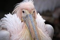 Eastern White Pelican Royalty Free Stock Photo