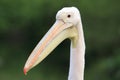 Eastern white pelican Royalty Free Stock Photo