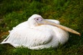 Eastern white pelican