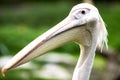 Eastern white pelican