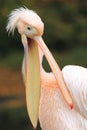Eastern white pelican Royalty Free Stock Photo