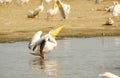 Eastern White Pelican (Pelecanus onocrotalus) Royalty Free Stock Photo