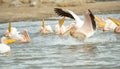 Eastern White Pelican (Pelecanus onocrotalus) Royalty Free Stock Photo