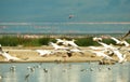 Eastern White Pelican (Pelecanus onocrotalus) Royalty Free Stock Photo