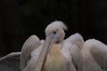 Eastern White Pelican, Pelecanus onocrotalus, close up portrait of head and long beak. Royalty Free Stock Photo