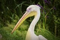 Eastern White Pelican portrait. Royalty Free Stock Photo