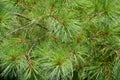 Eastern white pine closeup background Royalty Free Stock Photo