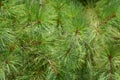 Eastern white pine closeup view f it Royalty Free Stock Photo