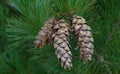 Eastern white pine cones