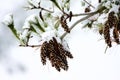 Eastern White Pine Cones 806602