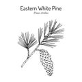 Eastern white pine Pinus strobus , mtdicinal plant, Michigan and Maine State Tree