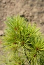 Eastern white pine Radiata