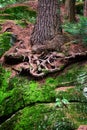 Eastern White Pine Roots on Bedrock