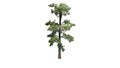 Eastern White Pine tree Royalty Free Stock Photo