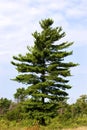 Eastern White Pine 704202