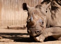 Eastern white rhinoceros Royalty Free Stock Photo