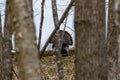 Eastern wild tom turkey Meleagris gallopavo silvestris fanned out and strutting in the distance during spring. Royalty Free Stock Photo