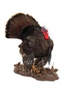 Eastern Wild turkey