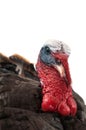 Eastern Wild turkey