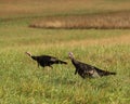 Eastern Wild Turkey