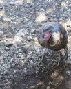 Eastern Wild Turkey