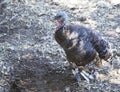 Eastern Wild Turkey