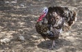 Eastern Wild Turkey Royalty Free Stock Photo