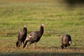 Eastern Wild Turkey Hens  702578 Royalty Free Stock Photo