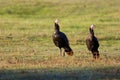 Eastern Wild Turkey Hens  702572 Royalty Free Stock Photo