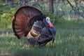 An Eastern Wild Turkey male Meleagris gallopavo animal in full strutting display walking through a grassy meadow in Canada