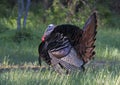 An Eastern Wild Turkey male Meleagris gallopavo animal in full strutting display walking through a grassy meadow in Canada Royalty Free Stock Photo