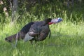 An Eastern Wild Turkey male Meleagris gallopavo animal in full strutting display walking through a grassy meadow in Canada Royalty Free Stock Photo