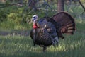 An Eastern Wild Turkey male Meleagris gallopavo animal in full strutting display walking through a grassy meadow in Canada