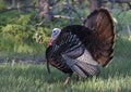 An Eastern Wild Turkey male Meleagris gallopavo animal in full strutting display walking through a grassy meadow in Canada Royalty Free Stock Photo