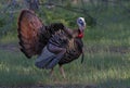 An Eastern Wild Turkey male Meleagris gallopavo in full strutting display walking through a grassy meadow in Canada Royalty Free Stock Photo