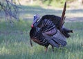 An Eastern Wild Turkey male Meleagris gallopavo in full strutting display walking through a grassy meadow in Canada Royalty Free Stock Photo