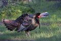 An Eastern Wild Turkey male Meleagris gallopavo in full strutting display walking through a grassy meadow in Canada Royalty Free Stock Photo