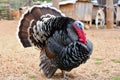 Eastern Wild Turkey male Meleagris gallopavo in full strutting display walking through Royalty Free Stock Photo