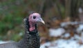 Eastern Wild Turkey Meleagris gallopavo silvestris hen. Royalty Free Stock Photo