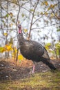 Eastern Wild Turkey Meleagris gallopavo silvestris hen. Royalty Free Stock Photo