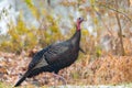 Eastern Wild Turkey Meleagris gallopavo silvestris hen.